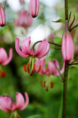 martagon lily lilyum martagon