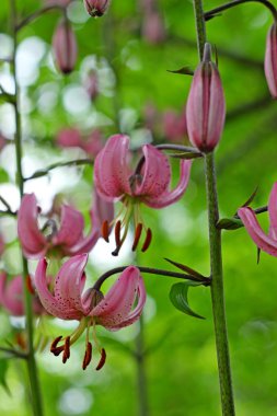 martagon lily lilyum martagon