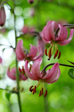 martagon lily lilyum martagon