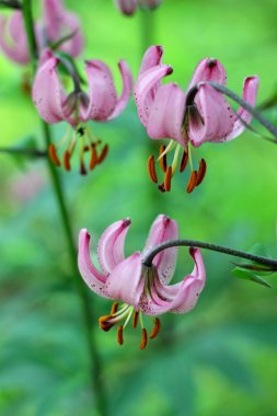 martagon lily lilyum martagon
