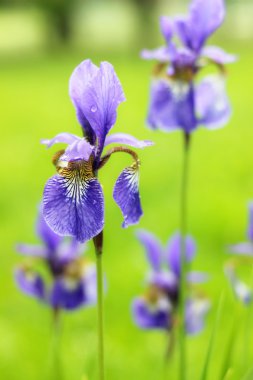 güzel Menekşe çiçek - bahçede çiçek açan iris
