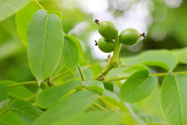 Noci verdi che crescono su un albero, stagione primaverile — Foto Stock