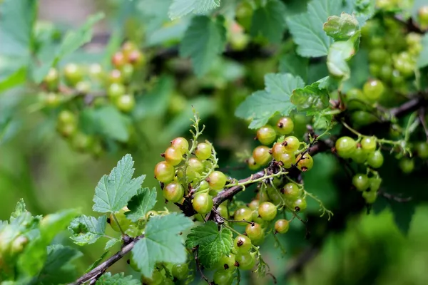 Gröna vinbär med grunt fokus i solig dag — Stockfoto