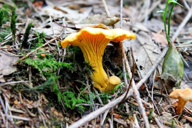 Chanterelle in the forest