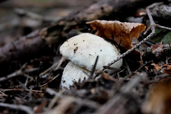 Ormanda genç boletus mantarı — Stok fotoğraf