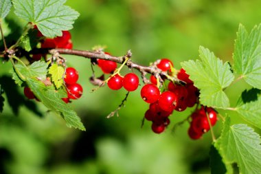Bahçede kırmızı frenk üzümü