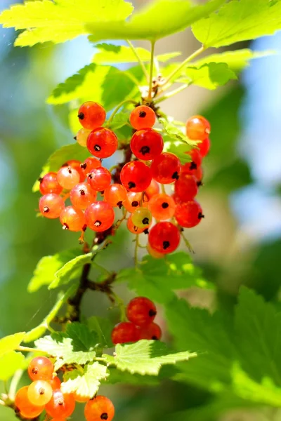 Red currants in the garden — Stock Photo, Image