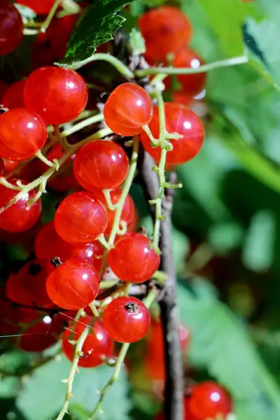 Red currants in the garden — Stock Photo, Image