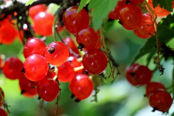Red currants in the garden — Stock Photo, Image