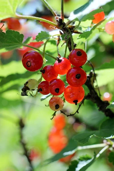 Groseilles rouges dans le jardin — Photo