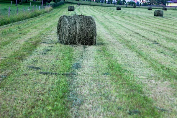 Geoogst veld met strobalen in de zomer — Stockfoto