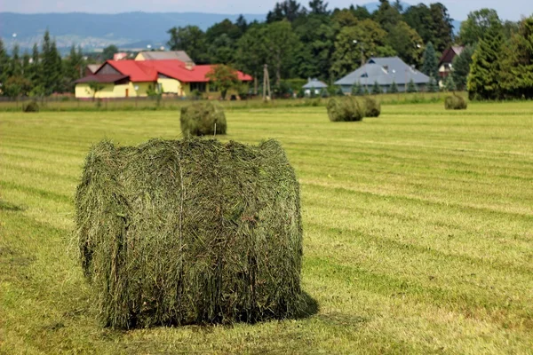 Sklizené pole se slámovými balíky v létě — Stock fotografie