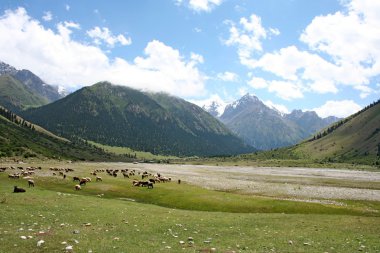 Tien shan Dağları, Kırgızistan, dzhuku Vadisi