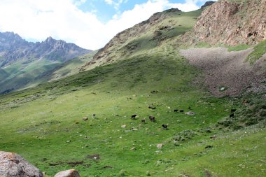 ashukashka suu Vadisi, tien Tanrı Dağları, Kırgızistan