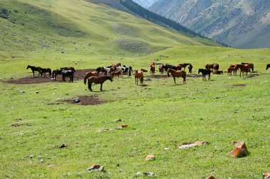 atları ashukashka suu Vadisi, tien Tanrı Dağları, Kırgızistan