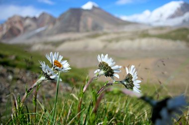papatyalar ve tien Tanrı Dağları, Kırgızistan ile kır çiçekleri