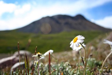 papatyalar ve tien Tanrı Dağları, Kırgızistan ile kır çiçekleri
