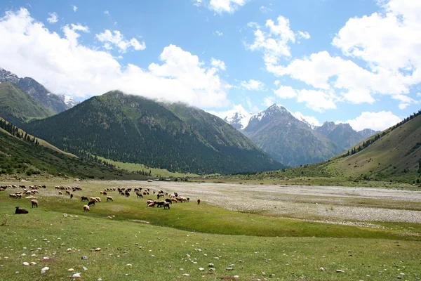 Тянь-Шань, Киргизия, Долина Джуку — стоковое фото