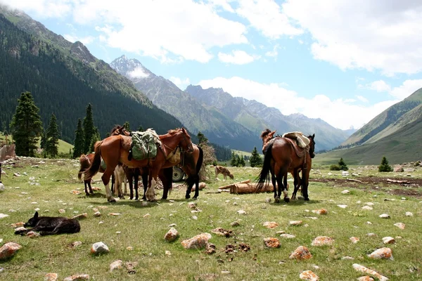 田北俊议员山山脉，吉尔吉斯斯坦，dzhuku 谷 — 图库照片