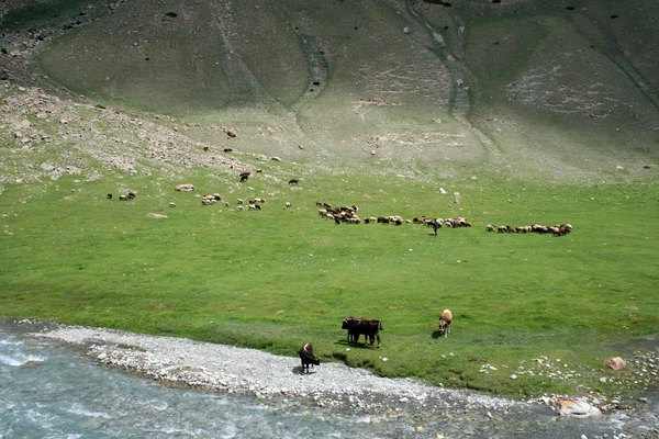 Tien Shan mountains, Kyrgyzstan, Dzhuku Valley — Stock Photo, Image