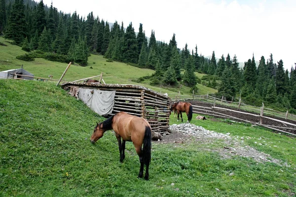 Tien Shan mountains, Kyrgyzstan, Dzhuku Valley — Stock Photo, Image