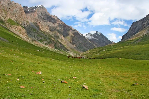 Horses in Ashukashka Suu valley, Tien Shan mountains, Kyrgyzstan — Stock Photo, Image