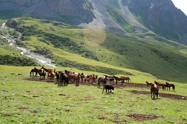 Caballos en el valle de Ashukashka Suu, montañas de Tien Shan, Kirguistán —  Fotos de Stock