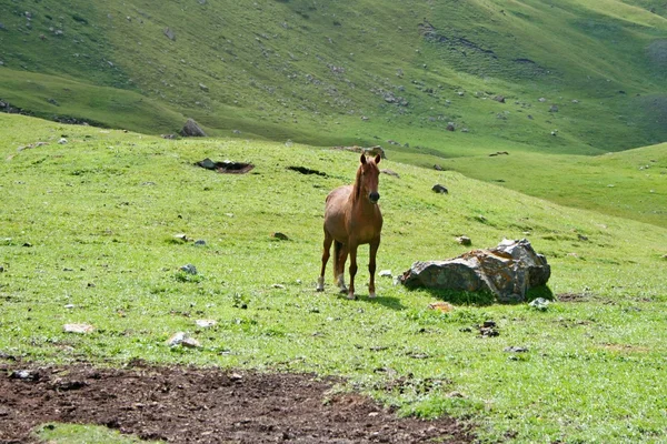 Caballos en el valle de Ashukashka Suu, montañas de Tien Shan, Kirguistán —  Fotos de Stock