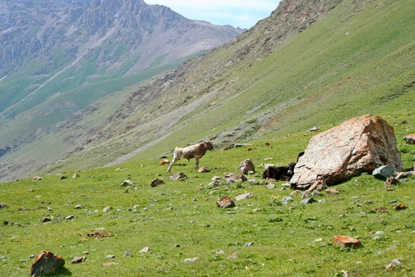Ashukashka Suu valley, Tien Shan mountains, Kyrgyzstan — Stock Photo, Image