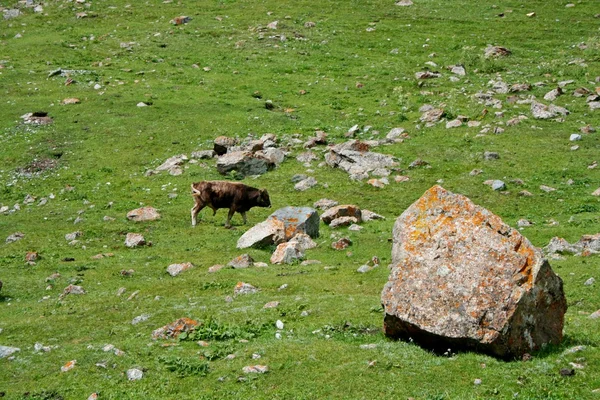 Ashukashka Suu valley, Tien Shan mountains, Kyrgyzstan — Stock Photo, Image