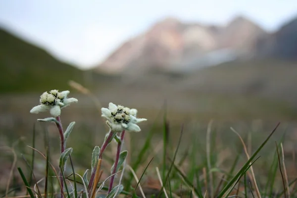 Edelweiß in Zentralasien, Kyrgyzstan — Stockfoto