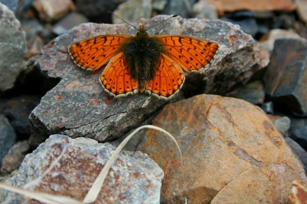 Butterfly on the stone in nature — Stock Photo, Image