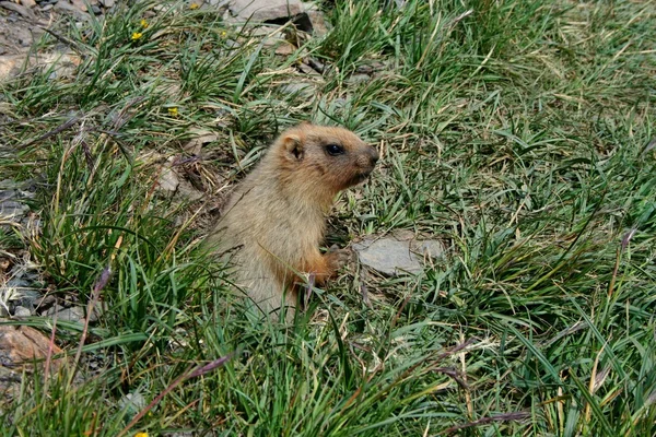 Una marmota, también conocida como ardilla de tierra o cerdo de tierra, un adorable nativo de los pastos de montaña —  Fotos de Stock