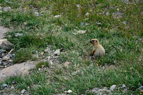 Ein Murmeltier, auch bekannt als Erdhörnchen oder Murmeltier, ein liebenswerter Einheimischer von Bergweiden — Stockfoto