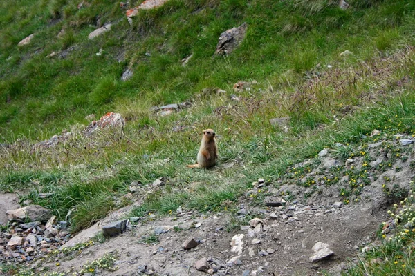 Ein Murmeltier, auch bekannt als Erdhörnchen oder Murmeltier, ein liebenswerter Einheimischer von Bergweiden — Stockfoto