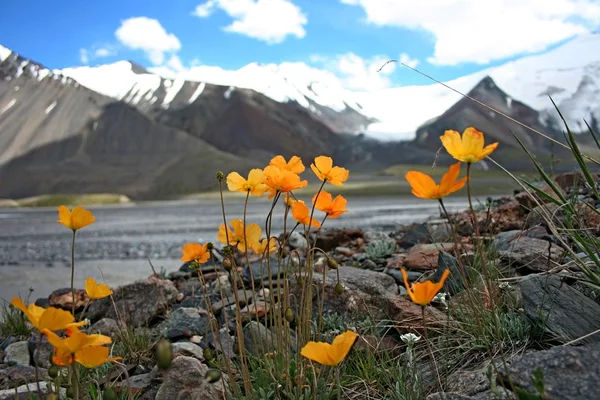 Квітка в горах Тянь-Шань, Киргизстан — стокове фото