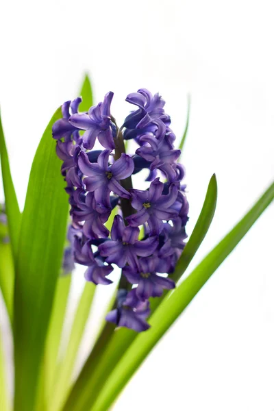 Blue purple hyacinth isolated — Stock Photo, Image