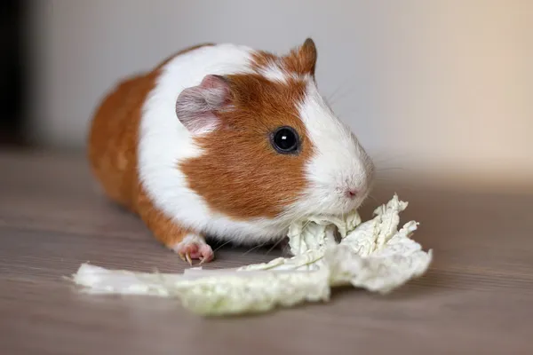 Guinea pig eats — Stock Photo, Image