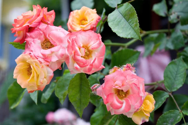 Thee roses bos — Stockfoto