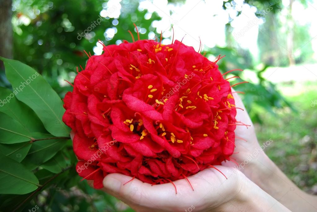 exotic red flower Brownea ariza on Sri Lanka