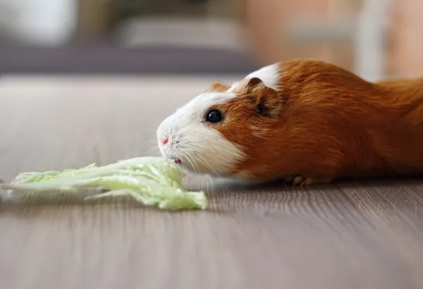 eskiden şiling şimdi domuz yiyor