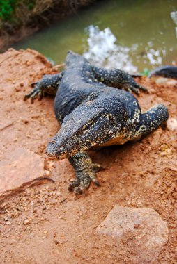 Varanus salvator, büyük kertenkele yakın up, sri lanka