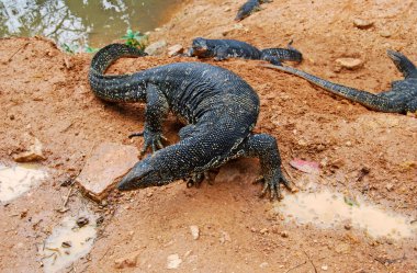 büyük kertenkele (varanus salvator) yakınlarında rezervuar, üstten görünüm
