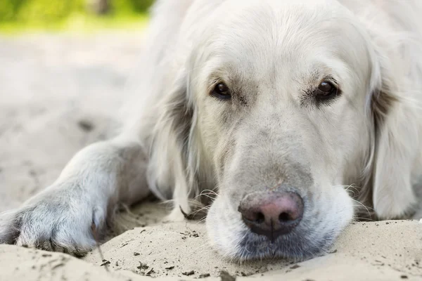 Portret psa złoty retriever z bliska — Zdjęcie stockowe