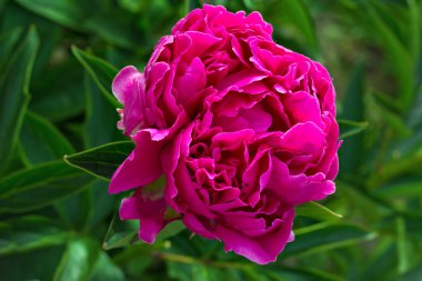 Bahçe çiçek açan Şakayık