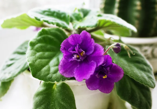 saksı african violet ve kaktüs