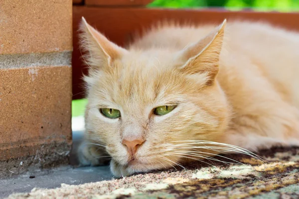 Gato vermelho bonito — Fotografia de Stock