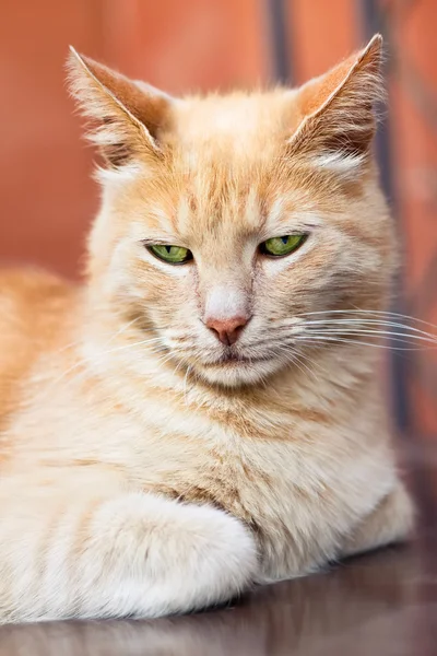 Seriously ginger cat — Stock Photo, Image