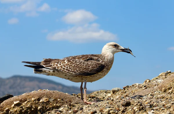 Seagull äter fisk — Stockfoto