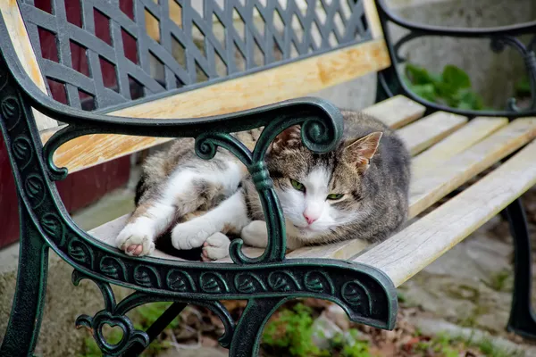 Preguiçoso gato está deitado no banco — Fotografia de Stock